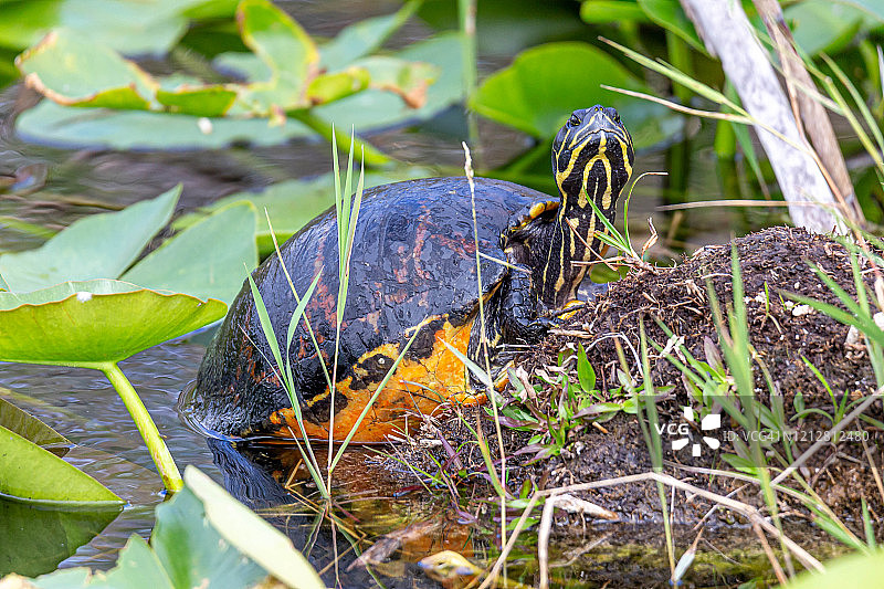 黄腹彩龟图片素材
