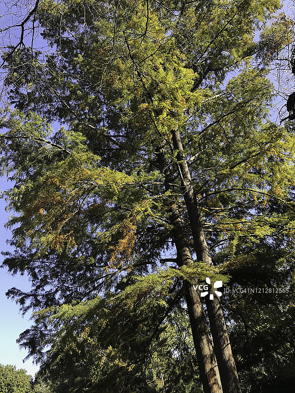 强大的树图片素材