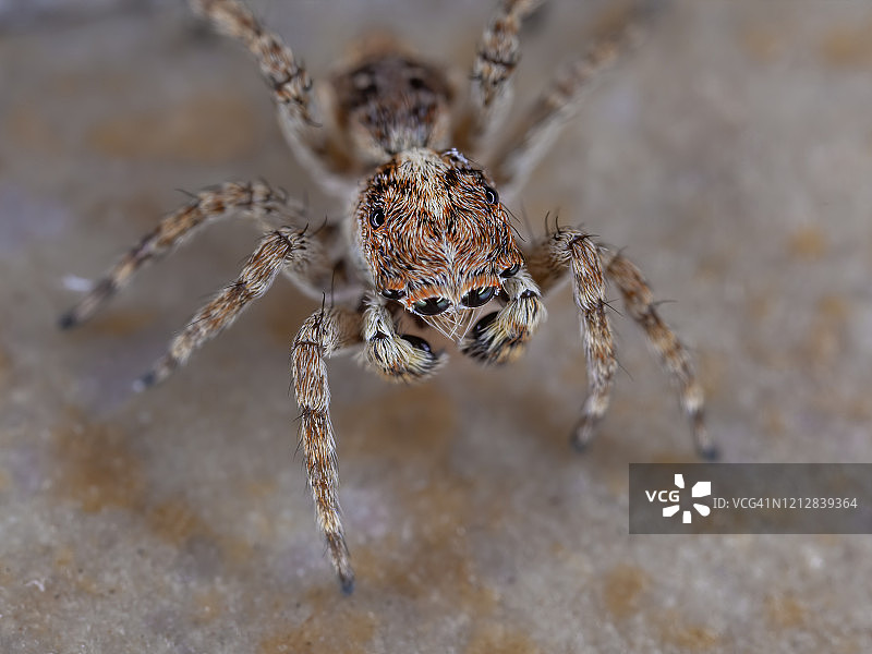 斑马跳蛛图片素材