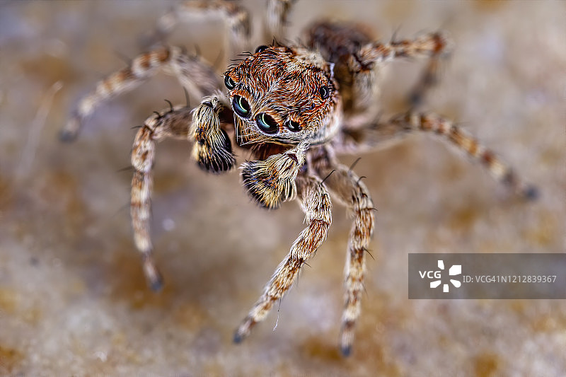 斑马跳蛛图片素材