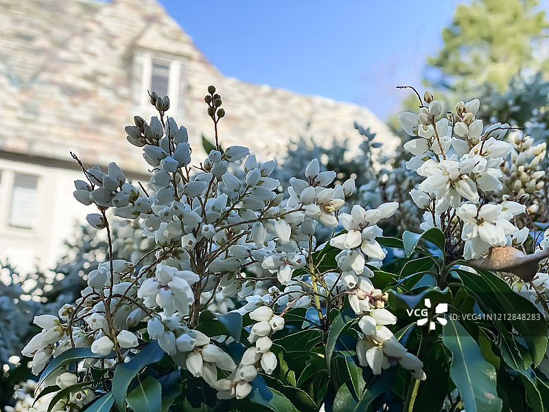 早春盛开的铃兰图片素材