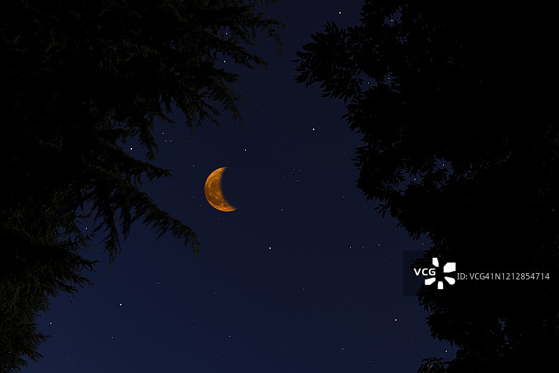 透过树木仰望的新月图片素材