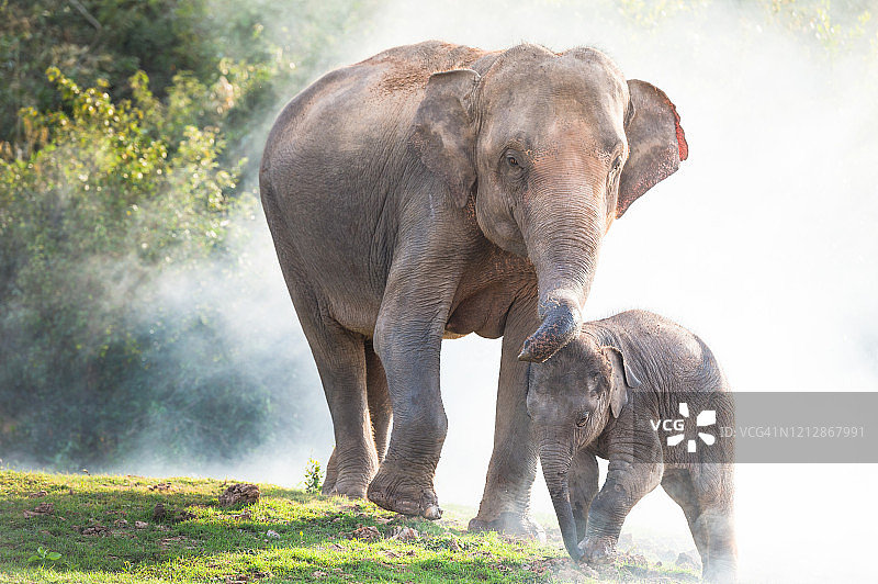 日出时分热带雨林草地上行走的一群野生大象图片素材