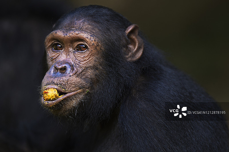 10岁东部黑猩猩幼年雄性“吉姆利”以棕榈坚果为食肖像图片素材