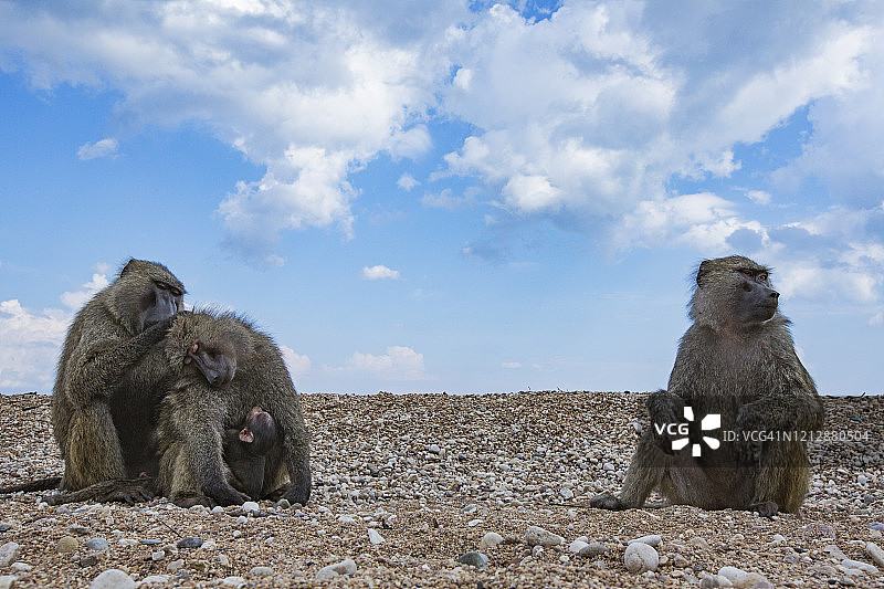 在坦噶尼喀湖岸边休息和梳理毛发的阿拉伯狒狒图片素材