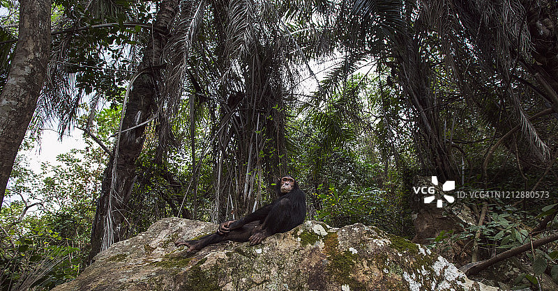 幼年黑猩猩雄性在岩石上休息图片素材