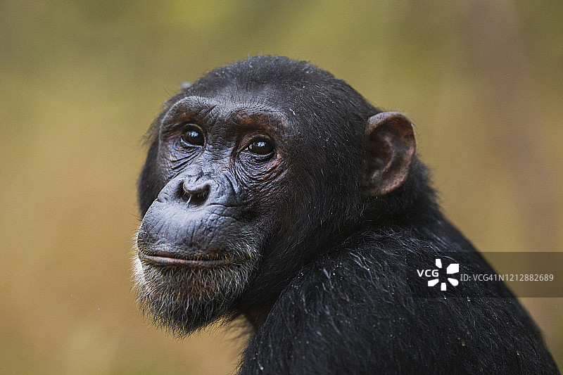 17岁的雄性东部黑猩猩“方吉”肖像图片素材
