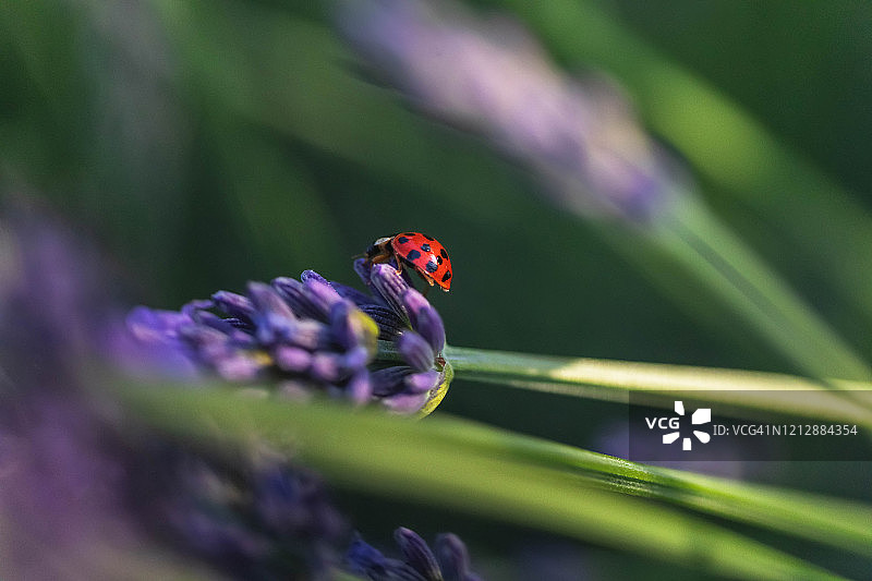 普罗旺斯之旅图片素材