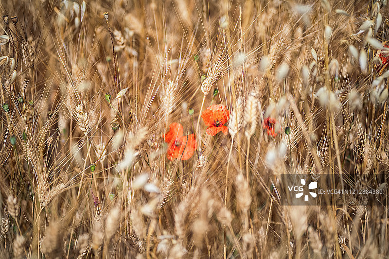 普罗旺斯之旅图片素材
