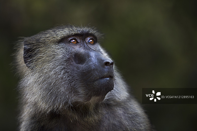 雌性非洲狒狒肖像图片素材