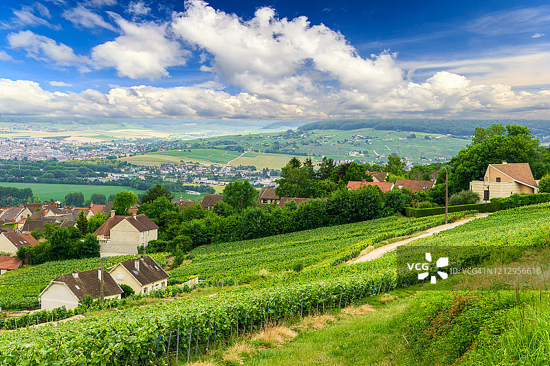 列葡萄藤葡萄在香槟葡萄园的蒙特尼德兰斯图片素材