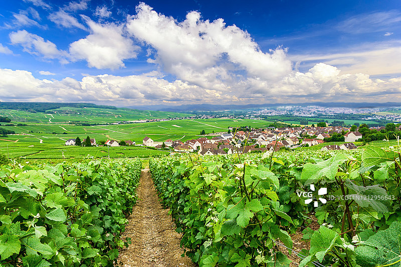 列葡萄藤葡萄在香槟葡萄园的蒙特尼德兰斯图片素材