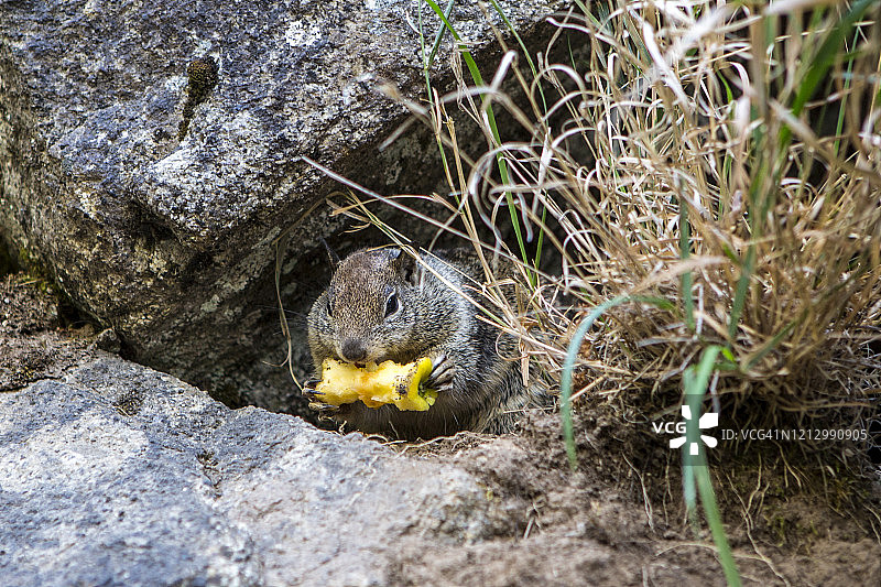 岩石下啃食苹果核的花栗鼠图片素材