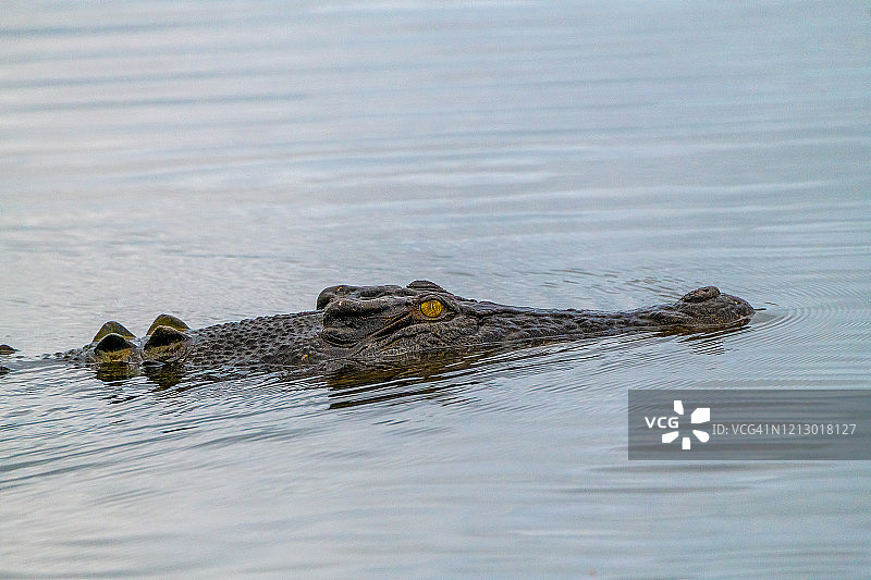 澳大利亚北部地区咸水鳄图片素材
