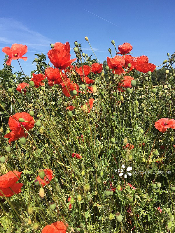 爱与团结图片素材