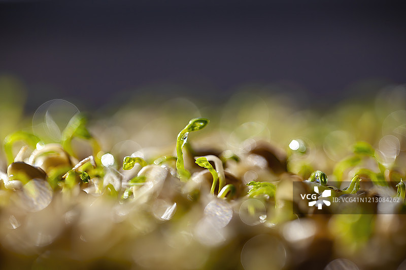 发芽的扁豆芽图片素材