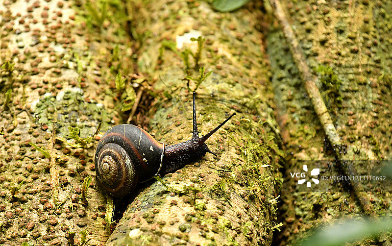 巨型非洲陆地蜗牛图片素材
