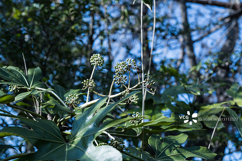 八角金盘图片素材