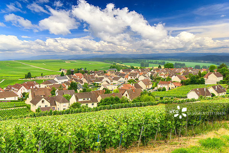 列葡萄藤葡萄在香槟葡萄园的蒙特尼德兰斯图片素材