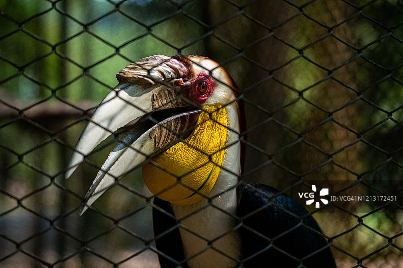 皱盔犀鸟图片素材