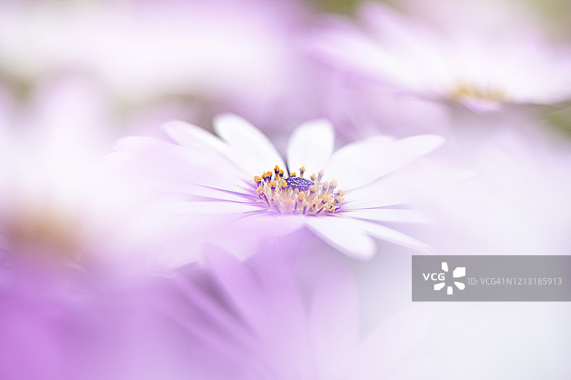 美丽的夏季白色非洲雏菊特写图片素材