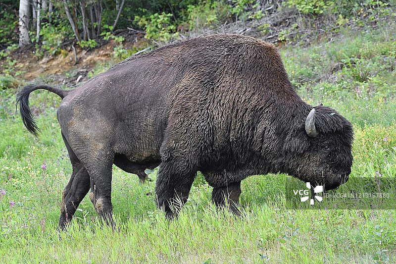 北美森林野牛，雄性，站立在草地上，加拿大西北地区图片素材