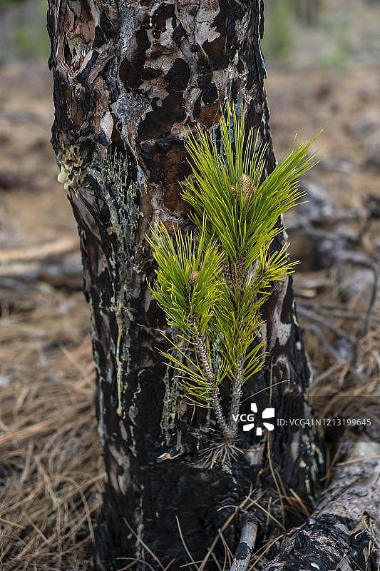 森林火灾后加那利松（Pinus canariensis）的幼苗，西班牙加那利群岛拉帕尔马图片素材