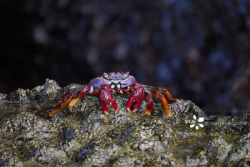 加那利群岛富埃特文图拉岛岩石上的石蟹图片素材