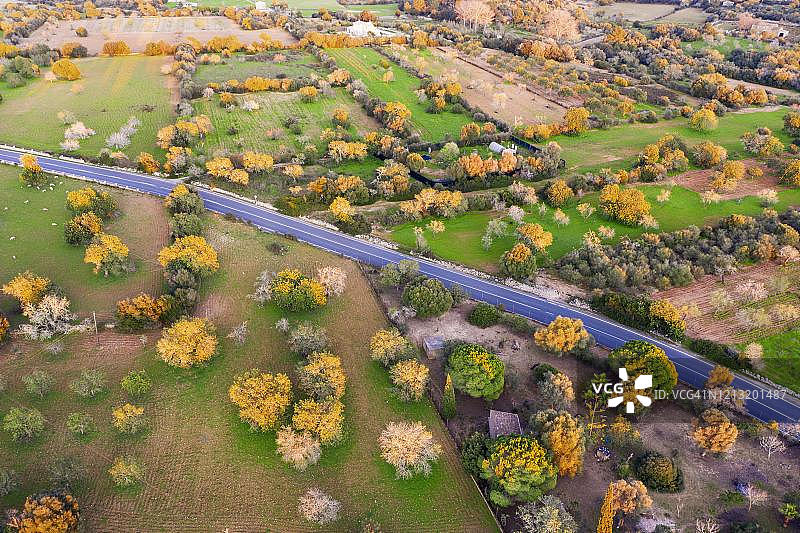 杏花盛开的文化景观，乡间小路和杏树在傍晚的阳光下，靠近西班牙马略卡岛费拉尼奇图片素材