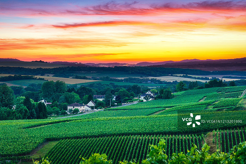 列葡萄藤葡萄在香槟葡萄园的蒙特尼德兰斯图片素材