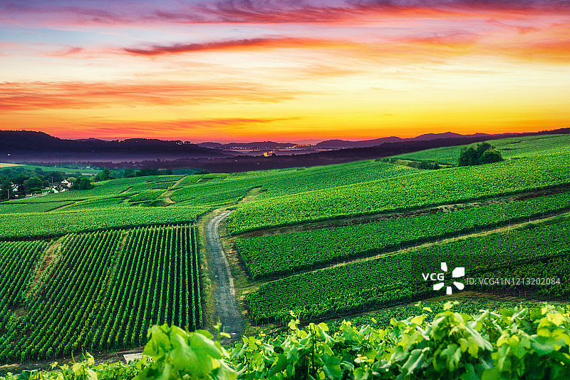 列葡萄藤葡萄在香槟葡萄园的蒙特尼德兰斯图片素材