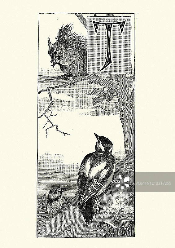 大斑啄木鸟和红松鼠图片素材