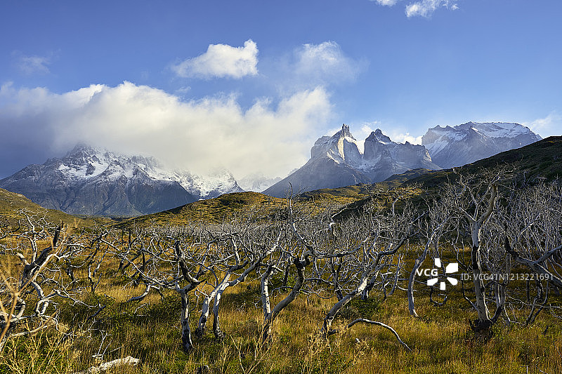 智利乌尔蒂马埃斯佩兰萨省，百内国家公园的枯 forest 森林风光图片素材