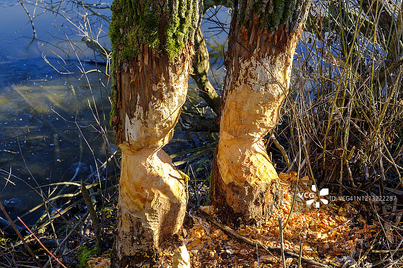 德国巴伐利亚州阿默湖岸边树木上的海狸痕迹图片素材