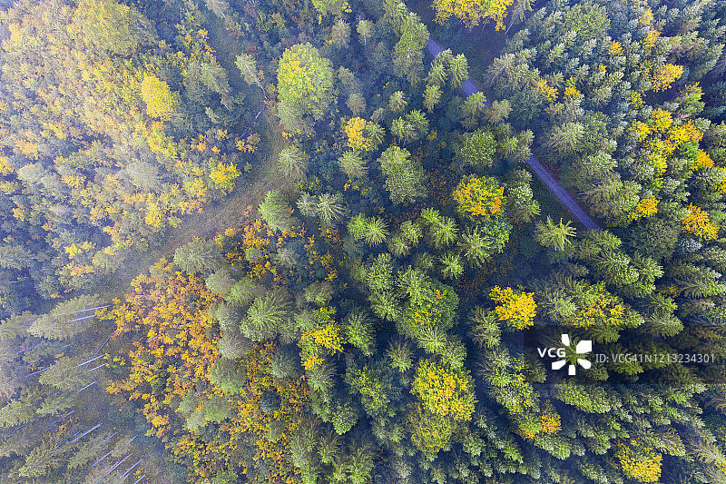 德国巴伐利亚州克伦：无人机视角下的秋季森林雾景图片素材