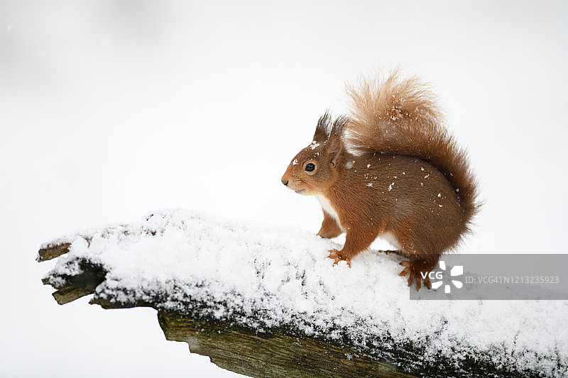 玻利维亚塔里哈，查帕科狂欢节女王在演讲中唱着一首科帕舞曲。图片素材