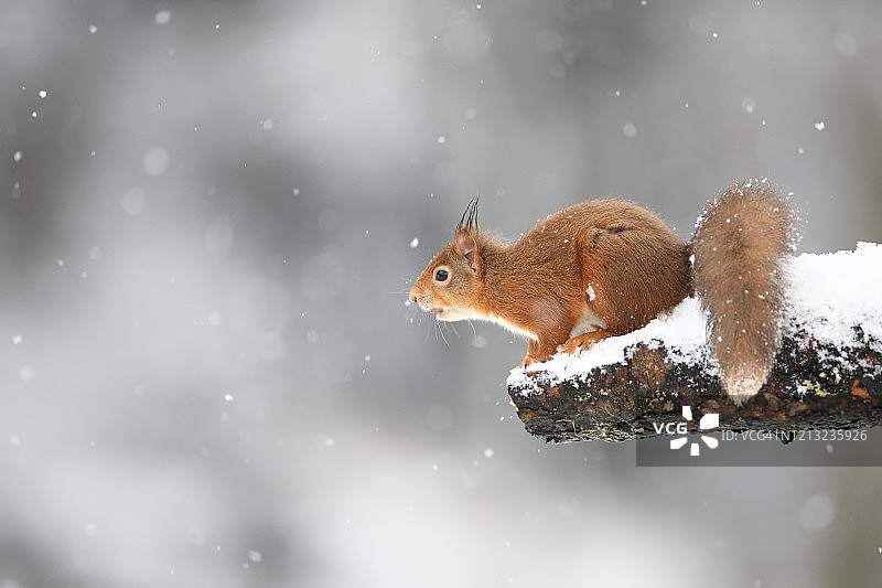 玻利维亚塔里哈，查帕科狂欢节女王在演讲中唱着一首科帕舞曲。图片素材