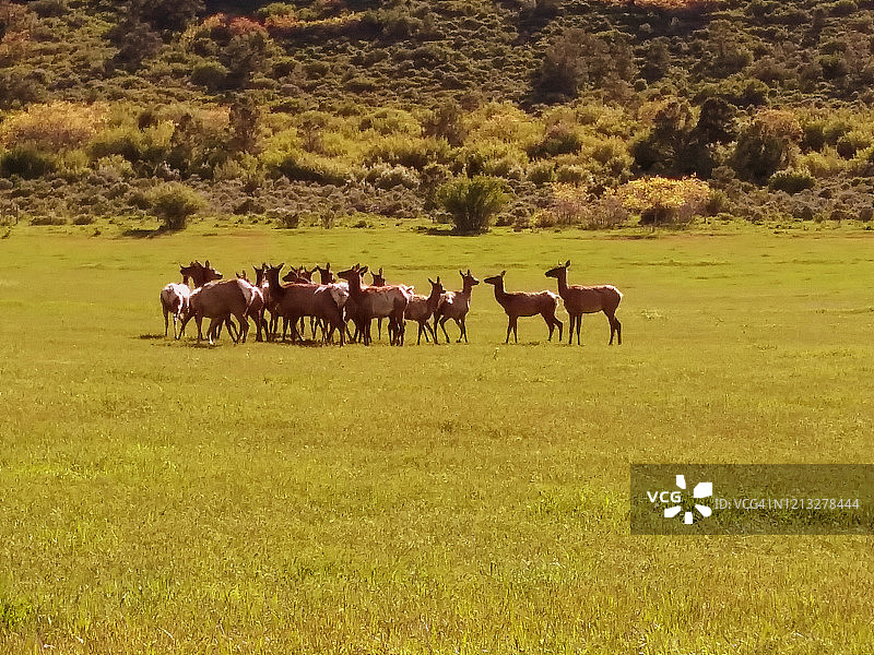 科罗拉多州农场上的鹿群图片素材