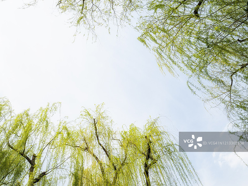 春天蓝天下树冠和树枝图片素材