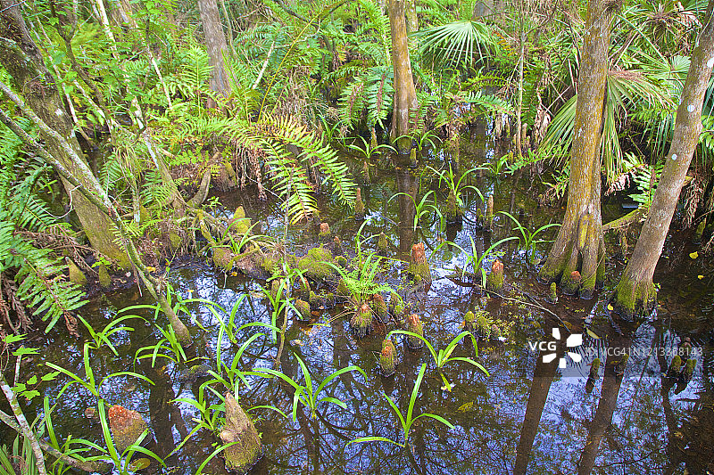 佛罗里达椰子溪湿地中的柏树根图片素材