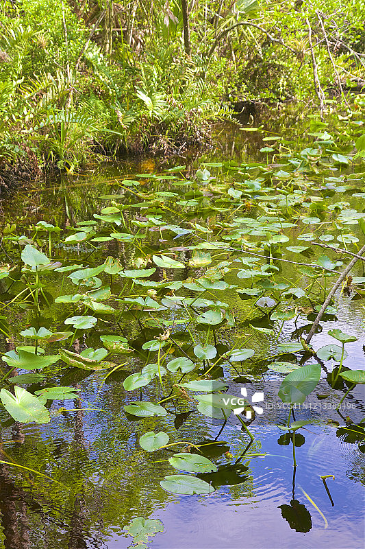 佛罗里达州椰 Creek 柏树 Creek图片素材