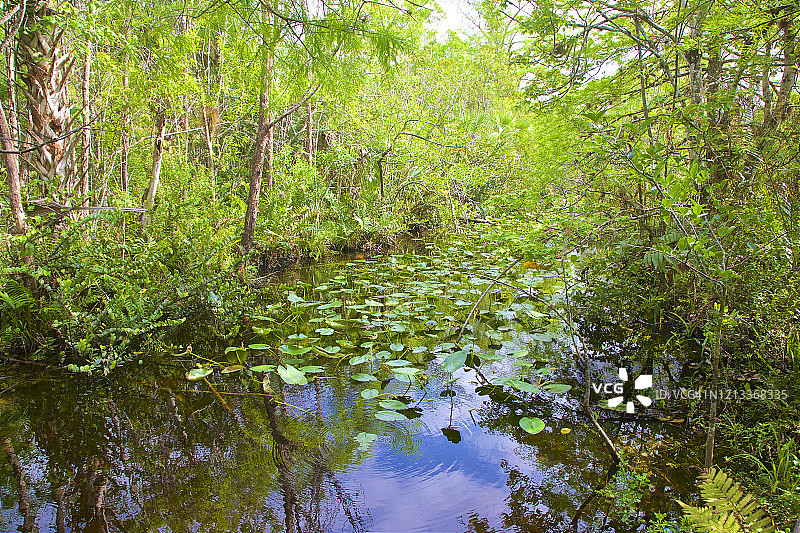 佛罗里达州椰 Creek 柏树 Creek图片素材