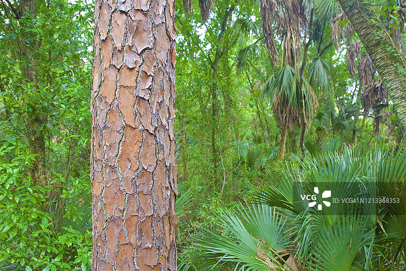 佛罗里达州椰溪市的松树皮细节图片素材