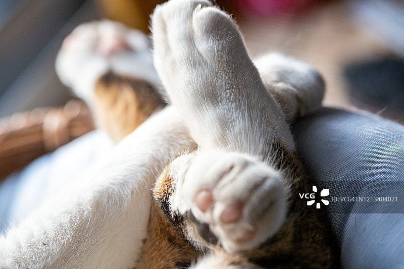 猫的手脚放松和睡眠图片素材