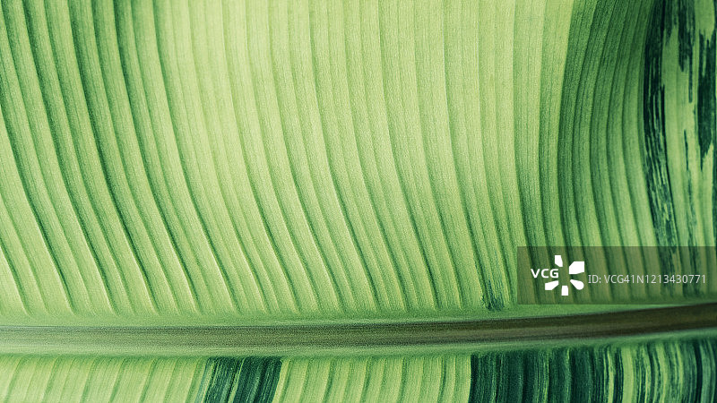 阳光下的绿色香蕉叶纹理特写图片素材