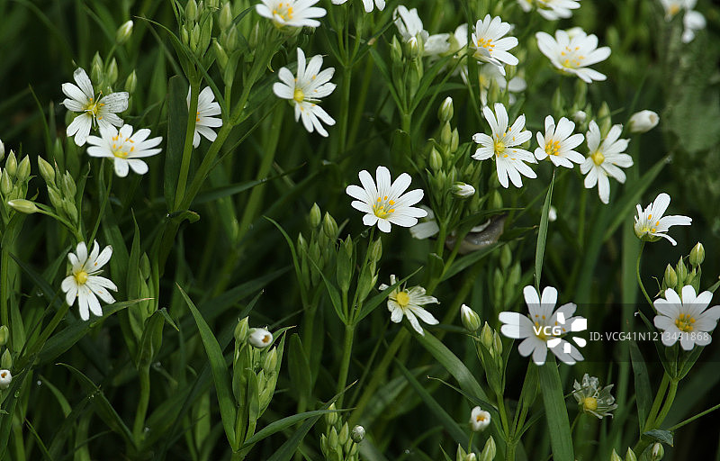 英国篱笆中盛开的大星毛菜图片素材