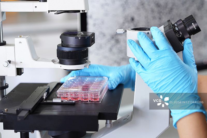 科学家用显微镜观察细胞培养板中的新型冠状病毒细胞（COVID-19）图片素材