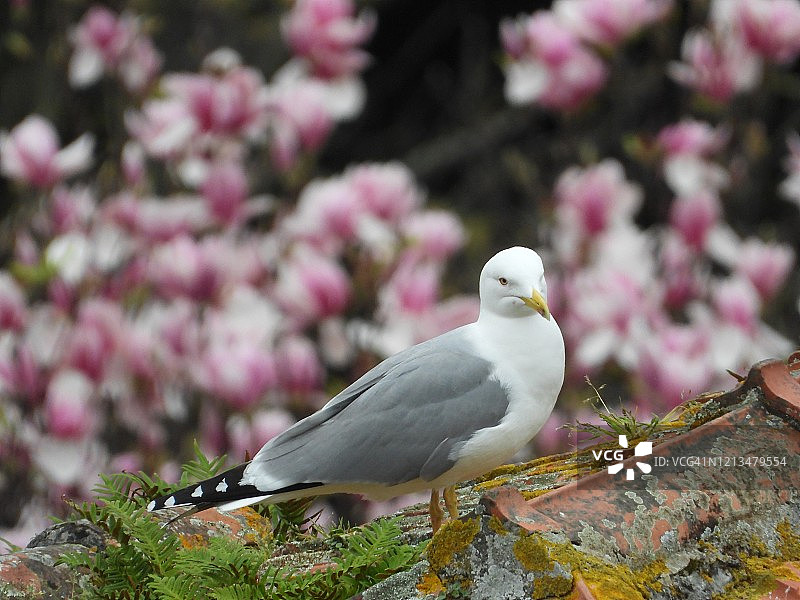 屋顶上的黄腿鸥图片素材