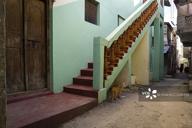 肯尼亚拉穆小巷里的猫图片素材