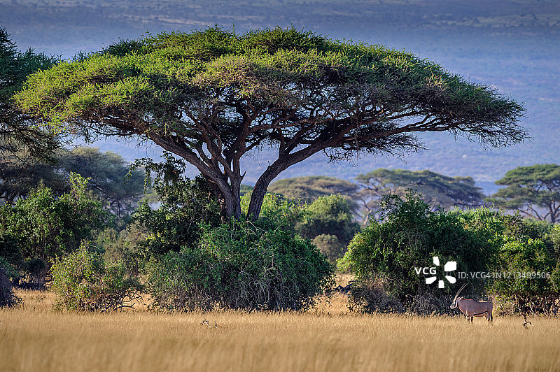 东非肯尼亚安博塞利国家公园乞力马扎罗山下的金合欢树旁的羚羊图片素材